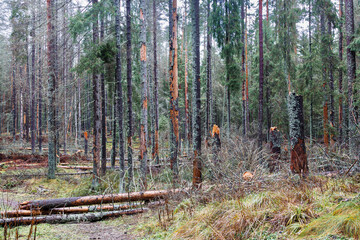 Trees that died as a result of the reproduction of the bark beetle. Withered fir trees. Environmental protection.