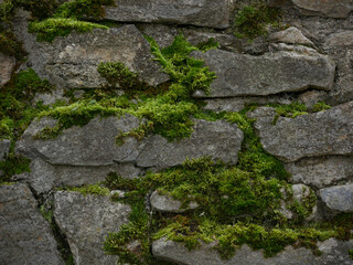 Stone antique wall covered with moss. Abstract wallpaper background