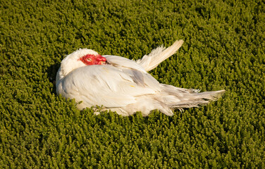 white chicken on green grass