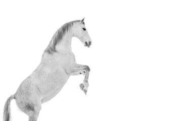 Fototapeta premium beautiful horse equine during sunrise very pretty together unique 
