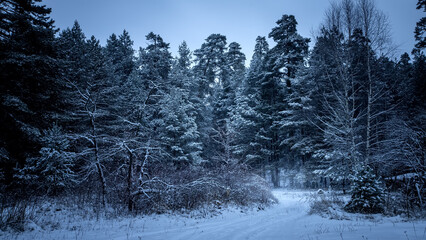 Dramatic winter pine forest at evening time.