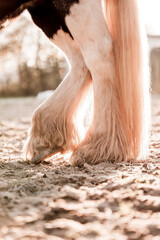 horse equine natural habitat behaviour pony animal farm paddock paradise 