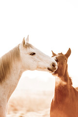 Fototapeta premium two horses playing play having fun happy 
