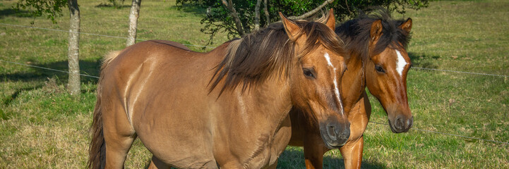 Obraz premium Brown horse couple looking at the camera at meadow environment, los cerrillos, uruguay