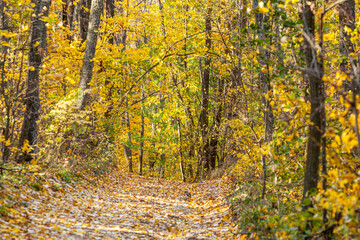 Obraz premium Autumn forest scenery with road of fall leaves warm light illumining the gold foliage. Footpath in scene autumn forest nature. Vivid october day in colorful forest, maple autumn trees road fall way