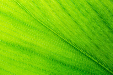 Close-up macro leaf texture,A beautiful fresh green leaf highlighted by the sun. The plant has a beautiful expressive structure.