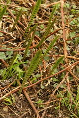 Junger Schachtelhalm im Frühling am Teich, Equisetum fluviatile