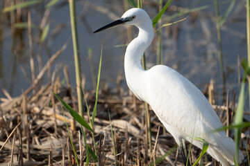 Garza blanca al acecho