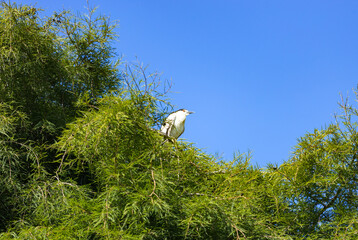 stork in nest