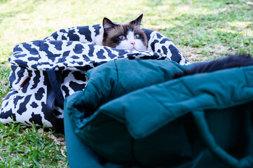 Adorable ragdoll cat resting in a comfortable cow patterned travel bed on a green lawn