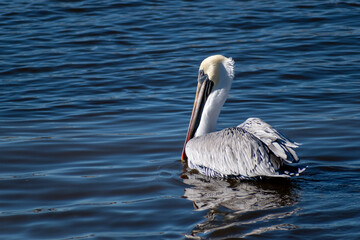 A pelican paddling in calm waters on a bright sunny day.