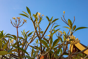 A beautiful tree with pink flowers on the background of the temple
