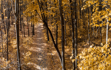 Walking leaf-covered path in golden autumn forest on sunny day