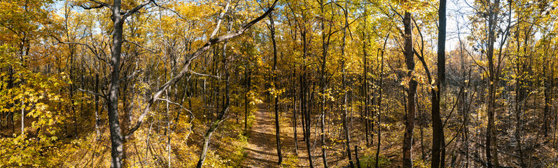 Golden autumn forest with tall trees and path on sunny day, fall nature panorama