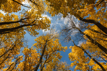 Autumn sunny forest look up with vibrant leaves on trees branches on blue sky background