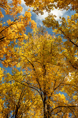 Autumn vibrant golden sunny trees branches look up in forest on blue sky with clouds background