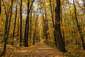 Fototapeta premium Autumn forest with scenic wooded path covered in fallen leaves