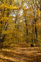 Fototapeta premium Autumn sunny woods with scenic walking path covered in golden fallen leaves