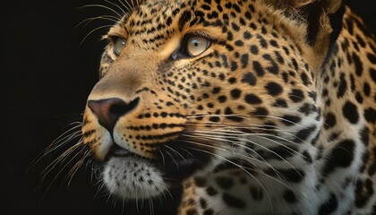 Fototapeta premium Close-Up of Majestic Leopard