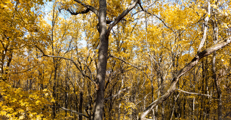 Autumn forest with golden leaves on tree branches, illuminated by warm sunlight