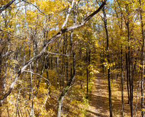 Sunlight shines through tree branches covered in golden autumn leaves, creating scenic forest landscape