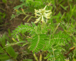Astragalus canadensis | Canada Milkvetch | Native North American Prairie Wildflower
