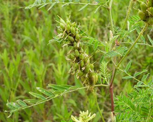 Fototapeta premium Astragalus canadensis | Canada Milkvetch | Native North American Prairie Wildflower Seedpod 