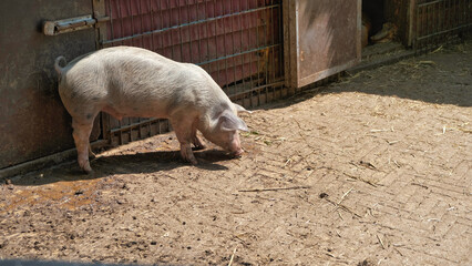 Small farm pig standing in a sunny outdoor pen, sniffing the ground near a metal gate 