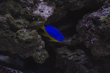 Fototapeta premium Colorful fish glide over pebbles in a calm underwater setting. A tranquil moment captured in the water.