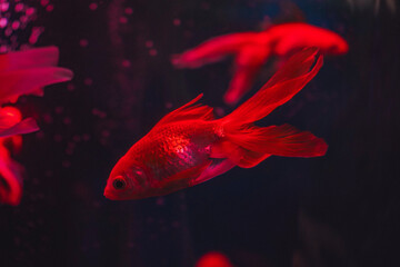 Obraz premium Small, bright red fish move gracefully in the aquarium, surrounded by coral formations and swaying algae.