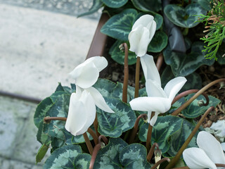 The cyclamen flower is white in close-up.Flowering of a cyclamen houseplant with white petals.A flowering plant with petals of unusual shape.