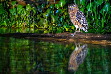 Buffy fish owl, Kinabatangan River, Borneo, Malaysia