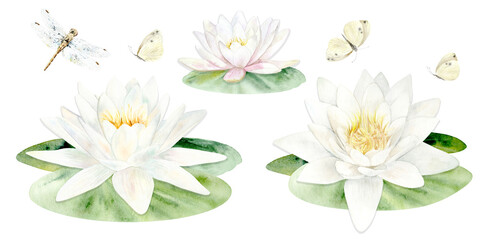 Watercolor illustration of water White and pink Lilies, dragonfly and moths hand drawn on white background. Design for greeting cards and textiles.