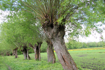 Old willow trees in a rural landscape