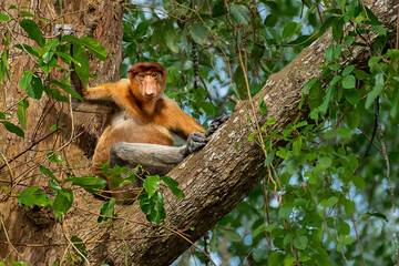 Proboscis monkey in the wild in Sabah, Borneo, Malaysia
