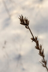 winter forest with snow covered trees, nature landscape