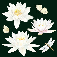 Watercolor illustration of water White and pink Lilies, dragonfly and moths. Hand drawn on a dark green background. Design for greeting cards and textiles.