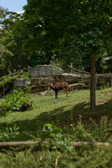 African antelope graze in the zoo