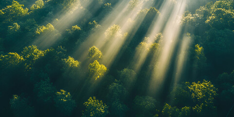 Obraz premium Sunbeams Through the Forest Canopy: An aerial view of sunlight streaming through lush green trees, creating a magical and serene atmosphere.