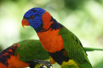 the red-collared lorikeet (Trichoglossus rubritorquis) is a species of parrot found in wooded habitats in northern Australia