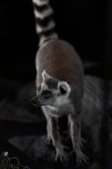 a lemur on a black background looks away