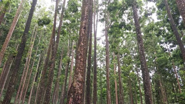 damar forest background