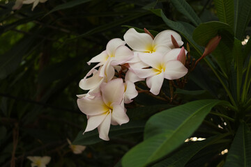Obraz premium A delicate white-pink plumeria flower with a yellow center, imprinted on a background of green leaves. It is ideal for decorating nature, tropical themes and floral design projects.