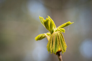 Sticky bud of horse chestnut  opening with folded leaves unfurling, spring background. Early spring...