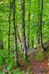 Obraz premium Lac du Lampy is an artificial lake located in the Aude department, in the Occitanie region, in the south of France. This lake supplies water to the Canal du Midi in a magnificent natural environment, 