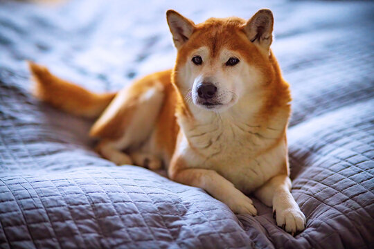Shiba Inu auf dem Bett
