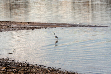 Great White Egret Fishing On Fox River In De Pere, Wisconsin, During Fall Migration