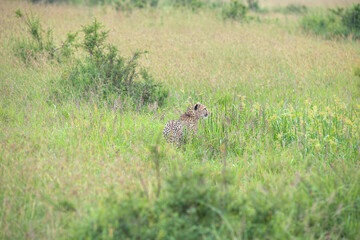 Cheetah in the Savannah of Africa