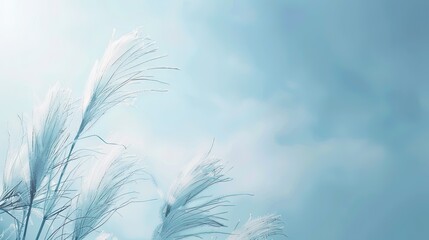 Obraz premium Delicate White Pampas Grass Against A Blue Sky