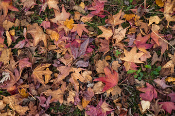 Colorful autumn leaves covering grass in a park